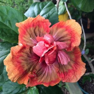 Meet your Posher, Joyce